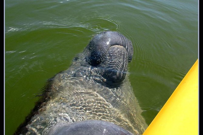 Small Group Boat, Kayak and Walking Guided Eco Tour Everglades - Key Points at a Glance