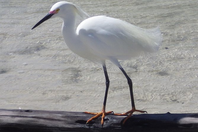 Small Group Boat, Kayak and Walking Guided Eco Tour Everglades - Kayaking Toward Barrier Island Beach (No Experience Needed)