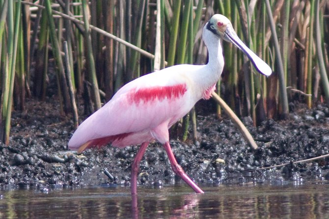 Small Group Boat, Kayak and Walking Guided Eco Tour Everglades - The Beach Walk: Wrack Lines, Tidal Flats, Dunes, and Invertebrate Clues