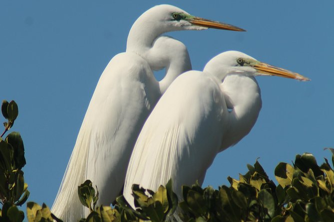 Small Group Boat, Kayak and Walking Guided Eco Tour Everglades - Comfort, Safety, and Weather: What Can Change Day to Day