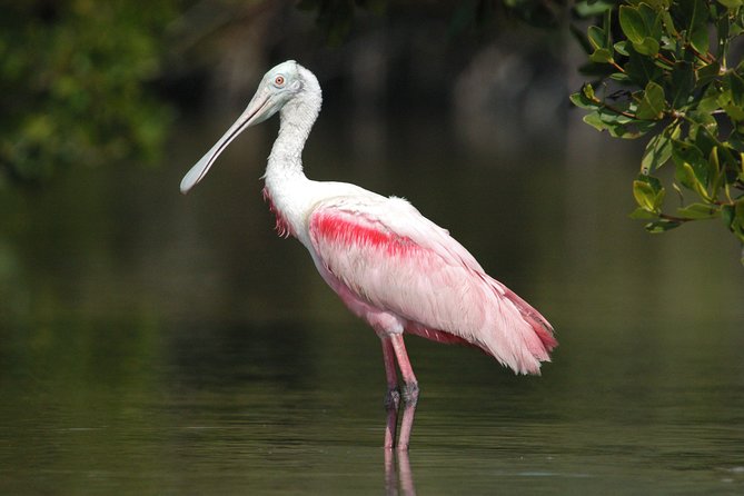 Small-Group Everglades Boating Kayaking and Walking Eco Tour - Key highlights to know before you go