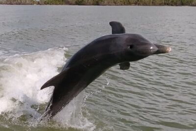 Small-Group Everglades Boating Kayaking and Walking Eco Tour - Everglades National Park stop: boating with real wildlife education