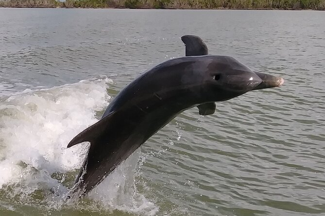 Small-Group Everglades Boating Kayaking and Walking Eco Tour - Everglades National Park stop: boating with real wildlife education