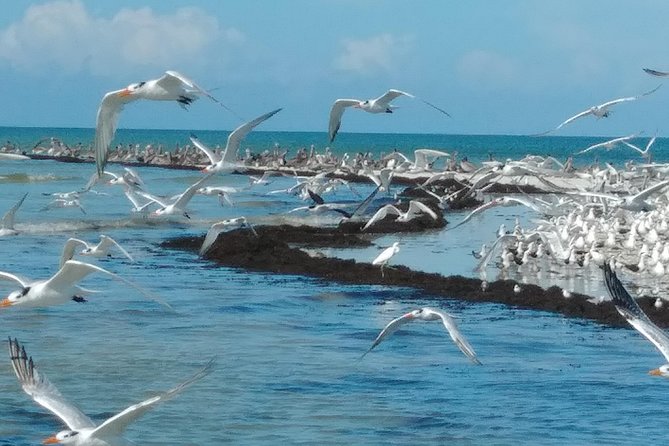 Two-Hour Everglades Dolphin, Manatee and Birding Boat Tour - Two Hours in Chokoloskee: the feel of this Everglades boat trip