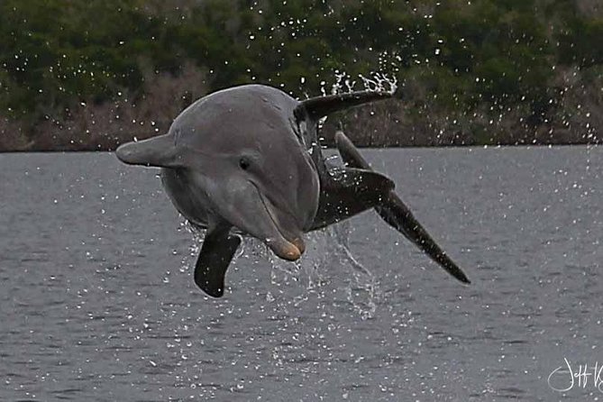Two-Hour Everglades Dolphin, Manatee and Birding Boat Tour - What you can realistically spot: dolphins, manatees, turtles, and birds