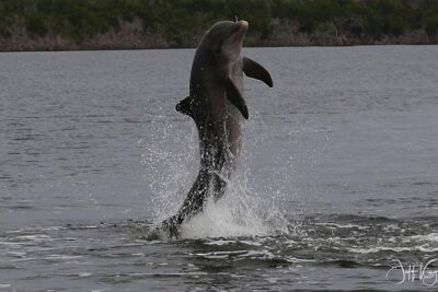 Two-Hour Everglades Dolphin, Manatee and Birding Boat Tour - Why this route works: from flooded Everglades to the 10,000 Islands