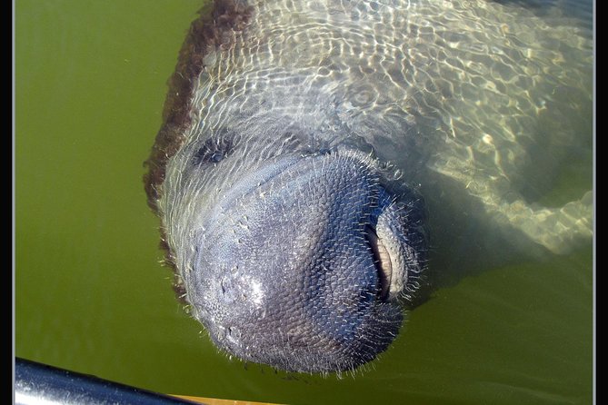 Two-Hour Everglades Dolphin, Manatee and Birding Boat Tour - On-water vs. on-island time: shelling and low-tide exploration