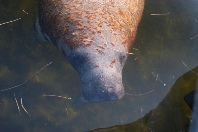 Two-Hour Everglades Dolphin, Manatee and Birding Boat Tour - The open-top boat reality: comfort, shade, and bringing what you need