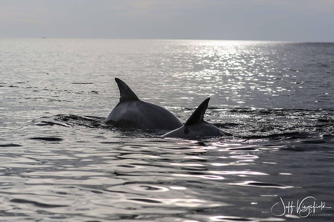 Two-Hour Everglades Dolphin, Manatee and Birding Boat Tour - Price and value: is $109.95 a good deal?