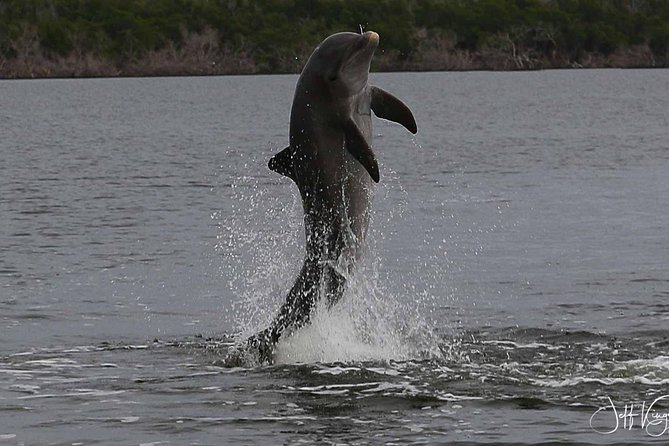 Two-Hour Everglades Dolphin, Manatee and Birding Boat Tour - Why this route works: from flooded Everglades to the 10,000 Islands