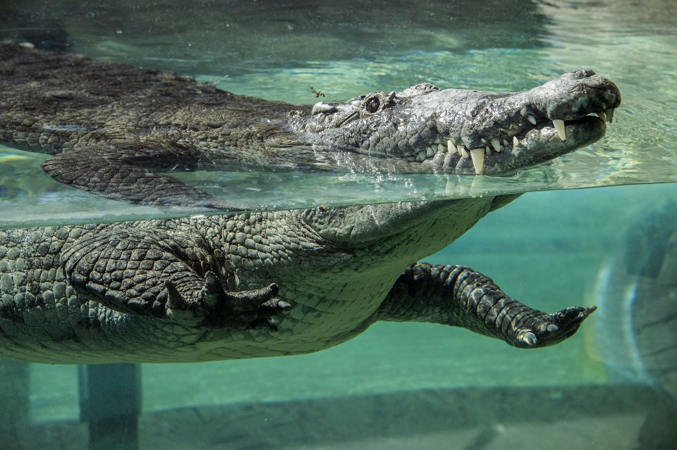 Zoo Miami: General Admission Ticket - Keeper Talks and Finding Feeding Opportunities Without Missing Them