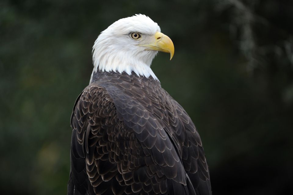 Zoo Miami: General Admission Ticket - Florida: Mission Everglades Exhibit for Real-World Wildlife