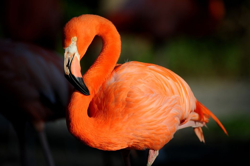 Zoo Miami: General Admission Ticket - Amazon and Beyond: Rainforest Scenes Plus a 48,000-Gallon Aquarium