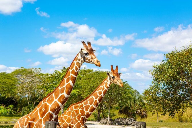 Zoo Miami Ticket with Optional Upgrade - Key Highlights You’ll Actually Notice