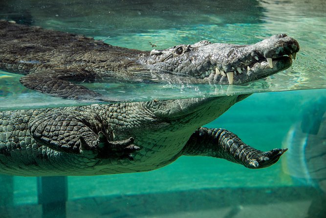 Zoo Miami Ticket with Optional Upgrade - Walking, Rentals, and Miami Heat: How to Make the Day Work